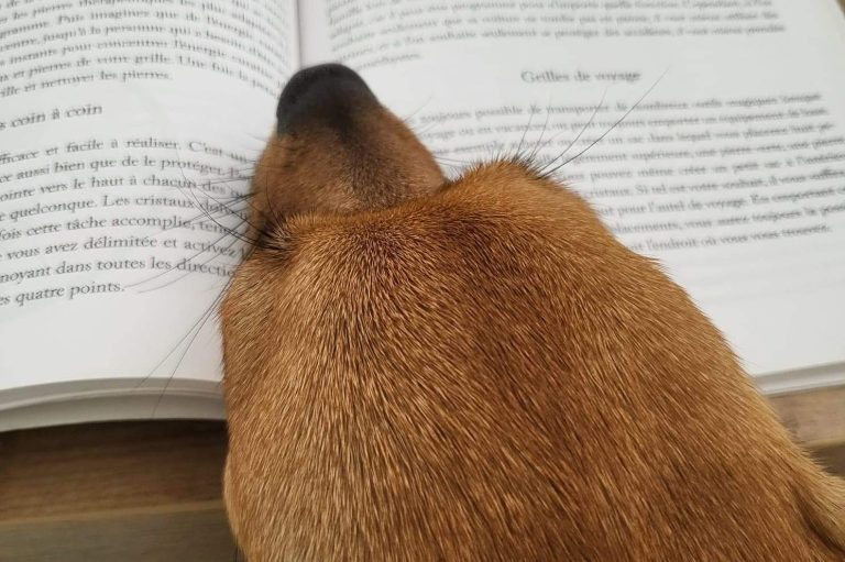 Un chien repose sa tête sur un livre ouvert.
